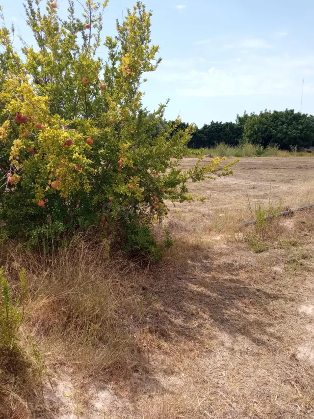 Parcela Rústica de 3.700m2 con Agua de Riego a 4,5 km de Mutxamel y a 9 km de la Playa — 2