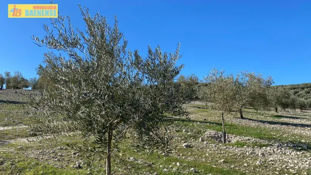 Buen olivar a pie de carretera. — 12