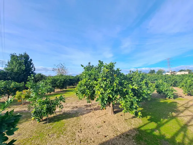 CAMPO DE NARANJOS EN PRODUCCIÓN — 9