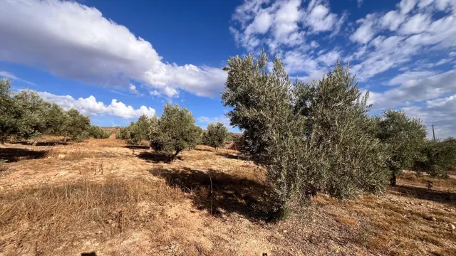 Excelente oportunidad: Finca rústica de 2 hectáreas con 300 olivos Picual — 13