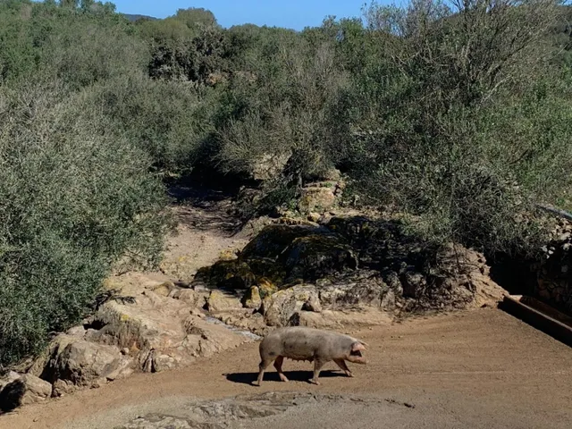 C-7047 - Casa de Campo en Ciutadella — 38