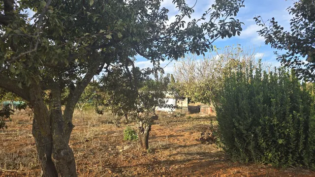 PARCELA -SEGREGADA CON REFUGIO EN ZONA PINAR DE LOS FRANCESES — 13