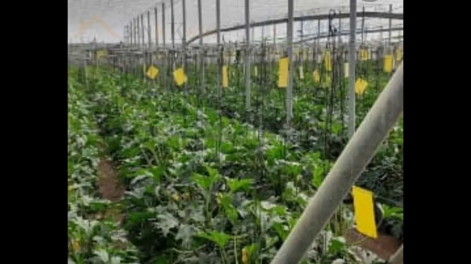 Se vende invernadero ecológico en Balerma