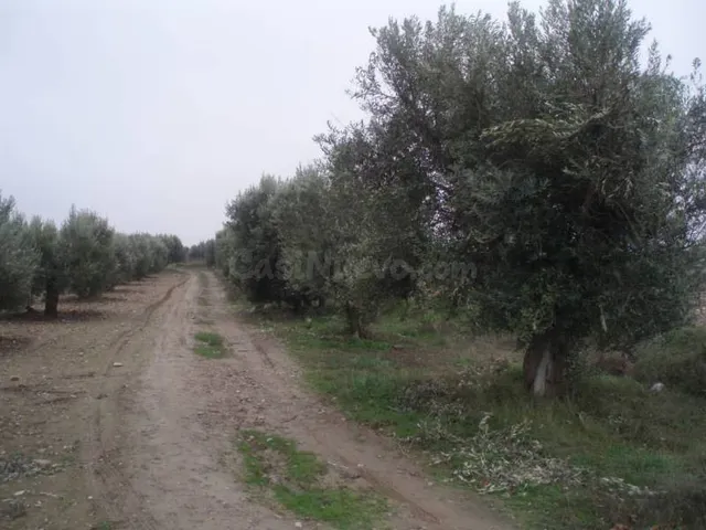 Terreno en venta - foto 3