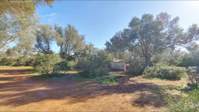 Enorme terreno boscoso con proyecto de un chalet y piscina en Felanitx, Mallorca — 19