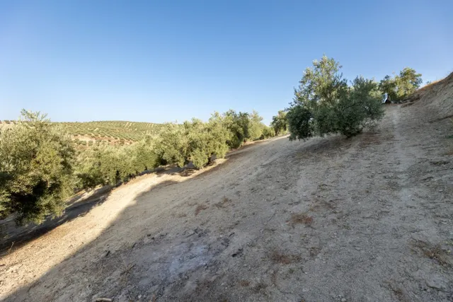Terreno rural en venta - Alfacar — 13