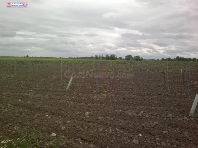 venta de viña emparrada de 11h de macabeo, agua 20.000m3 año