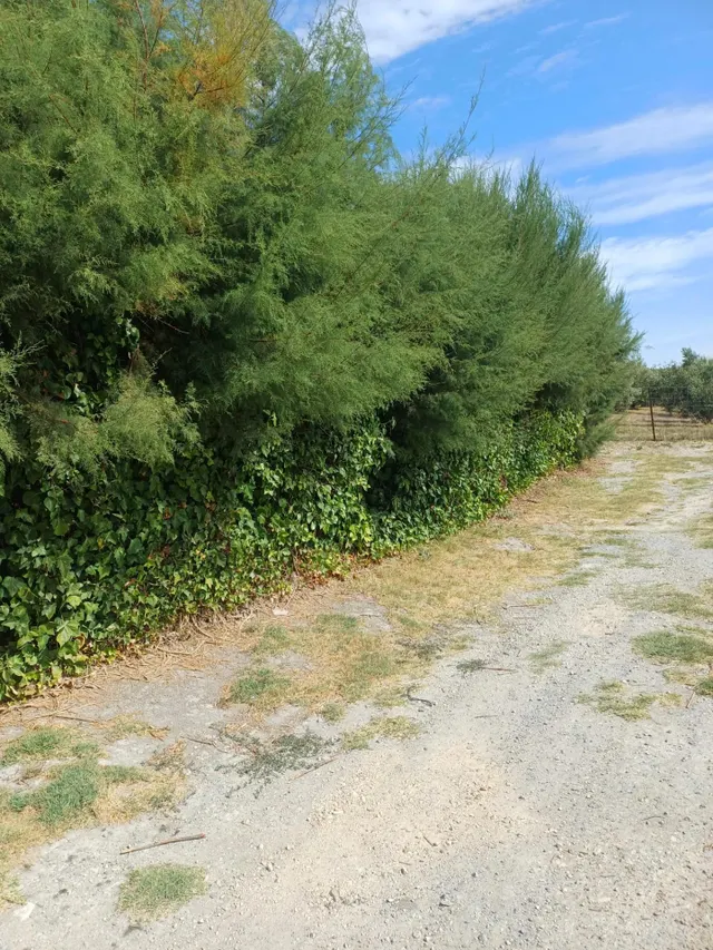 FINCA DE RECREO EN VENTA – PEDANÍA DE JEREZ — 14