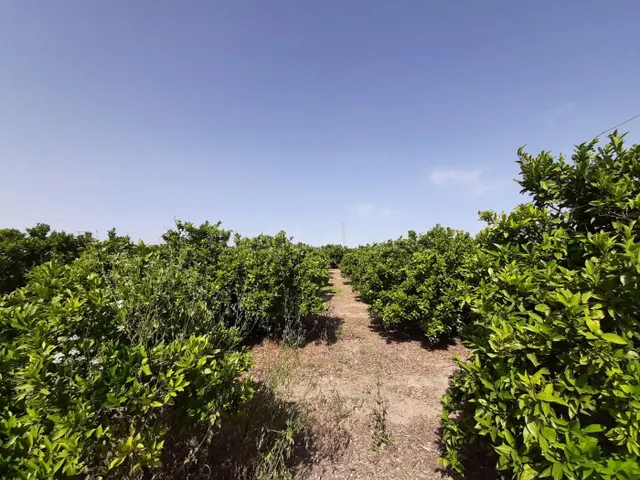 Campo cultivado de naranjos. - foto 3