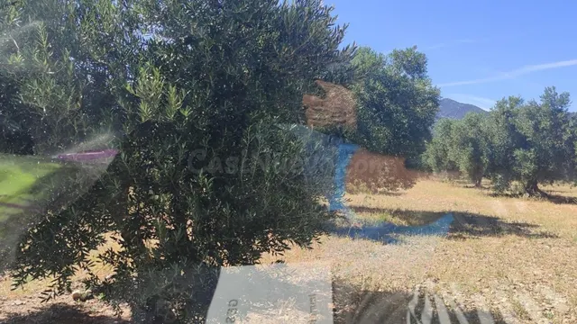 Finca rústica en venta en Cantallops – Olivos centenarios, v