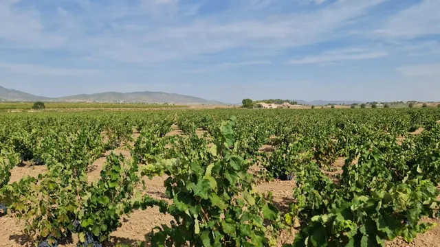 Terreno rústico para proyecto en Pinoso (Alicante) — 7
