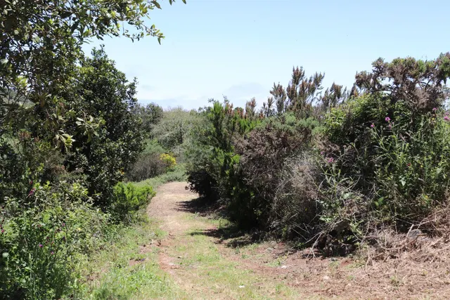 Terreno Agrario en Venta â Zona de Erjos (municipio de Los Silos / El Tanque) — 8