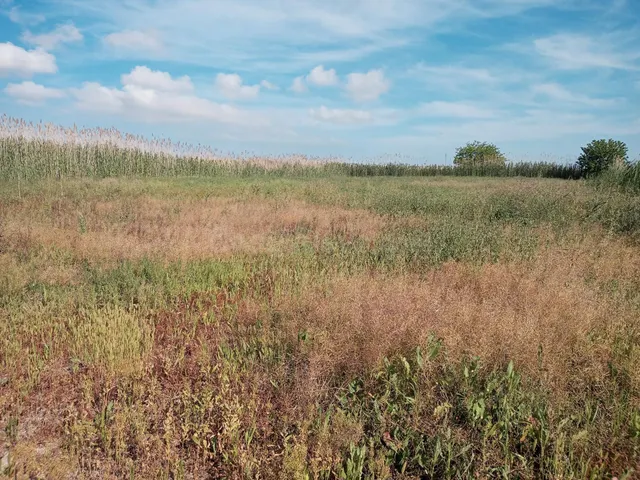 Terreno rural en venta - La Hoya-Daimes-El Derramador - foto 4