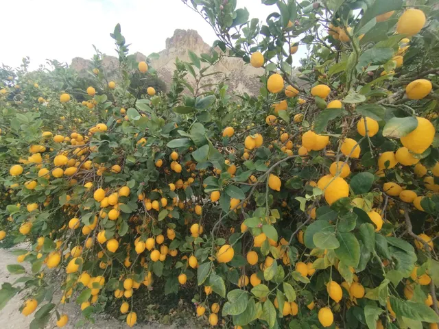 ¡Descubra una oportunidad única en el corazón del Valle de Ricote! — 9