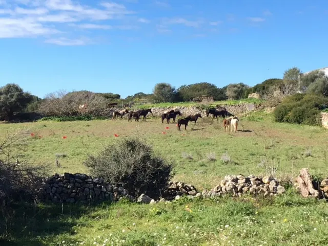 C-7035 - Casa de campo en Son Bou — 32