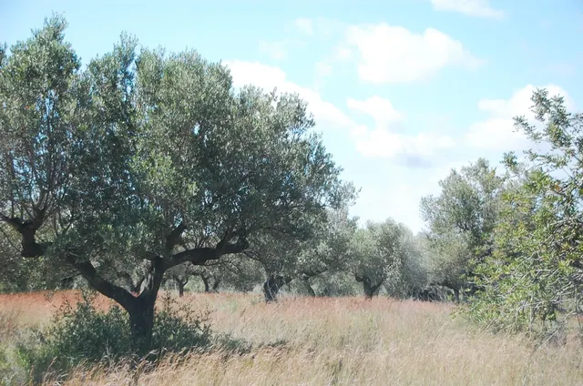 Finca Rústica de 6,5 hectáreas, plana, con casa de campo de 150 M2 — 28