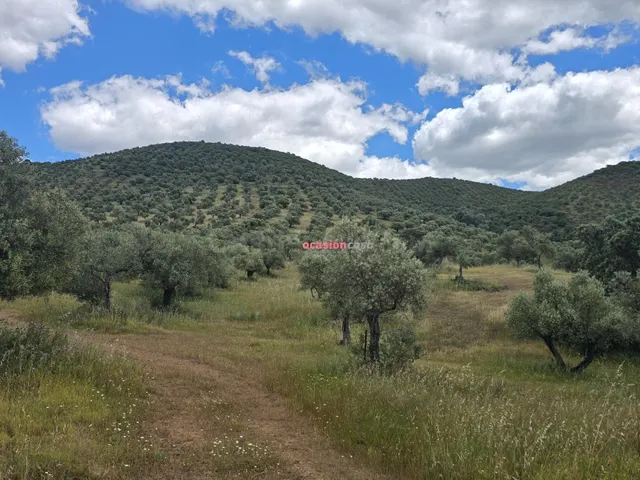 OLIVAR EN VENTA EN POZOBLANCO - foto 5
