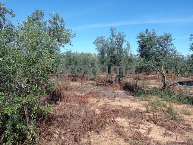 OLIVAR EN PRODUCCIÓN CON POSIBILIDAD DE CONSTRUIR VIVIENDA — 3