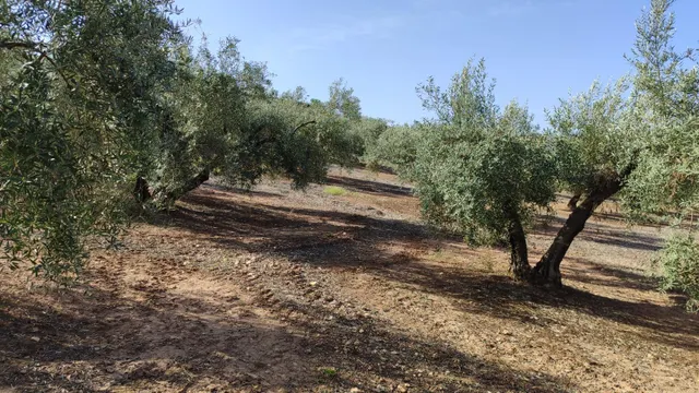Magnífica finca de regadío — 6