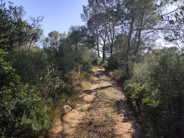 FINCA RÚSTICA AUTOSUFICIENTE EN ALGAIDA — 15