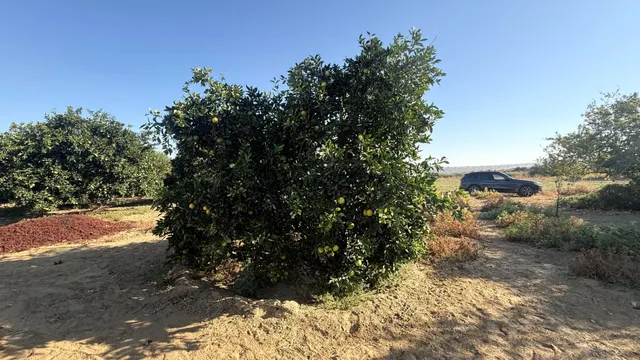 FINCA DE VIÑEDOS Y ÁRBOLES FRUTALES EN LA PALMA DEL CONDADO HUELVA — 18