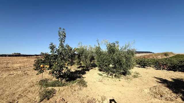 FINCA DE VIÑEDOS Y ÁRBOLES FRUTALES EN LA PALMA DEL CONDADO HUELVA — 21