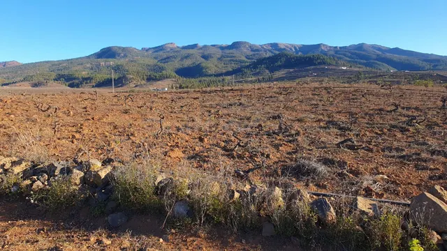 SE VENDE VIÑEDO EN VILAFLOR - foto 3