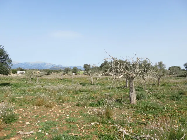 Finca rústica edificable entre Sineu y LLubí - foto 5