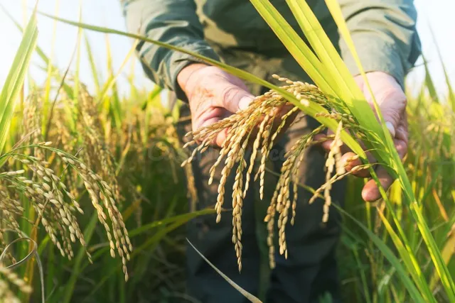 Arrozal en venta en Deltebre