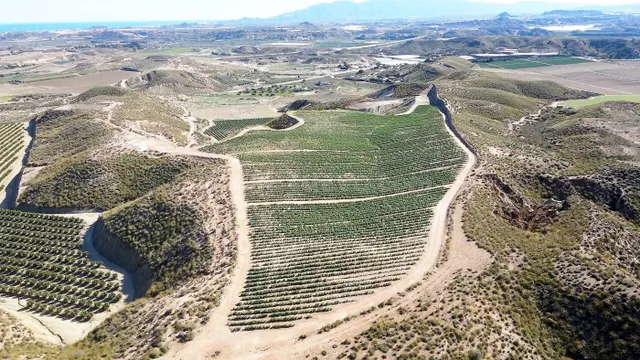 Parcela cultivada en producción - foto 4