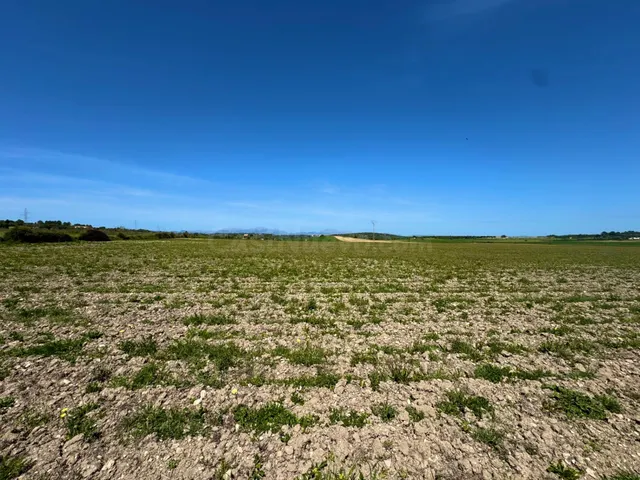 EXCLUSIVA OPORTUNIDAD INMOBILIARIA EN PETRA PARCELA DE ENSUE - foto 4