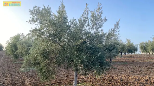 Olivar intensivo con buen acceso — 3
