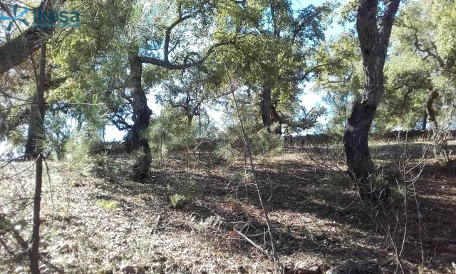 VENTA DE TERRENO RÚSTICO EN VALDELARCO, HUELVA - foto 2