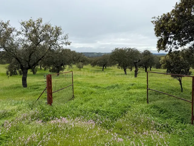 DEHESA EL ALFILEJO – ALCARACEJOS