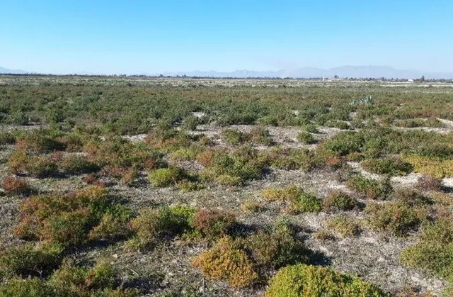 TERRENO RUSTICO EN ZONA DE CARRIZALES Y HUMEDALES - foto 2