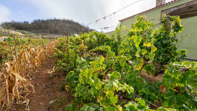 Terreno urbano en Tacoronte. — 10