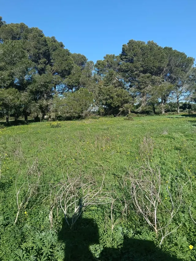 Parcela en Venta en El Pinar de los Franceses — 2