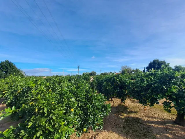 CAMPO DE NARANJOS EN PRODUCCIÓN — 8