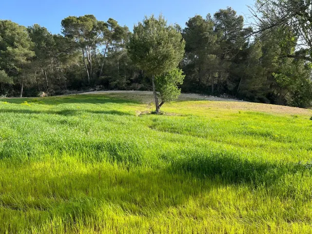 Parcela en venta - Porreres - foto 4