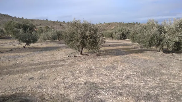 Parcela en venta - Calasparra - foto 3