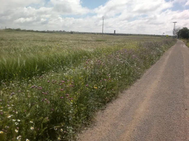 FINCA DE 40 HECTAREAS DE VIÑA Y TIERRA - foto 3