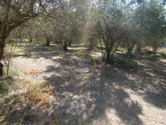 OPORTUNIDAD PARCELA DE REGADÍO CON ÁRBOLES FRUTALES EN PLENA PRODUCCION EN ONTINYENT — 20