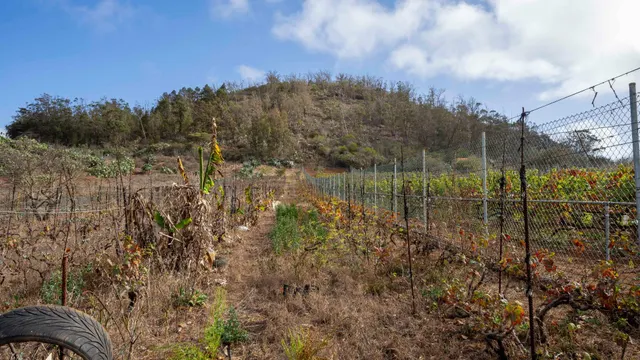 Terreno urbano en Tacoronte. — 27