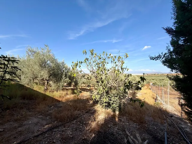 Finca en Mollina con casa, piscina, pista de tenis y 7.000 m2 de olivar. — 45