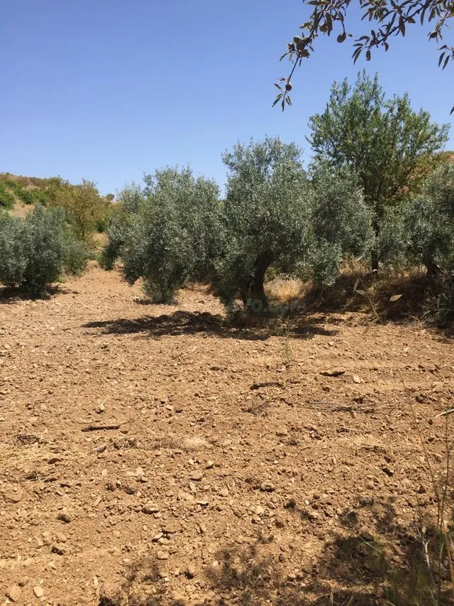 Espectacular Finca en Lorca con Vistas Impresionantes y Gran - foto 5