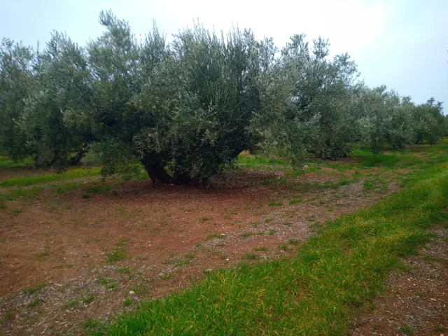 Finca en venta — 2