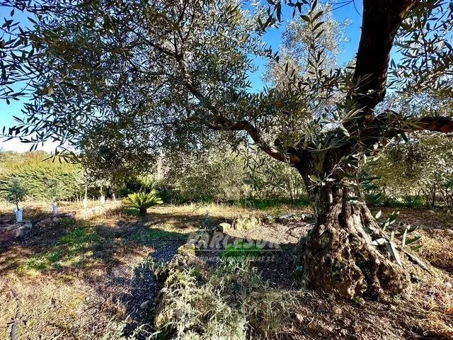ADAMUZ - FINCA AGRICOLA DE 6 Has. CON CASA. — 18