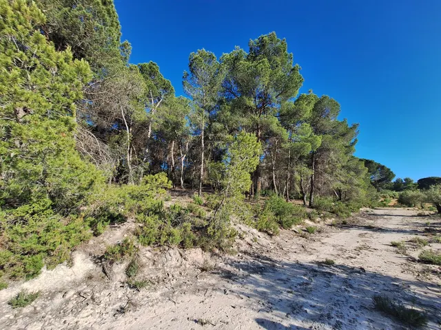 Terreno rústico a solo 3 km de Biar | Posibilidad de construir vivienda y conectar a agua y electricidad — 8