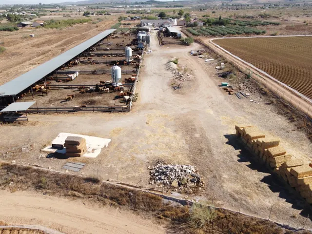 Gran explotación ganadera en lorca: capacidad para 760 cabezas y finca agrícola en producción — 12