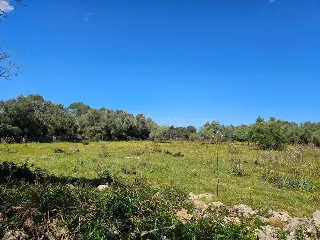 Finca rústica de 14.878 m2 en Costitx con posibilidad de pro - foto 4
